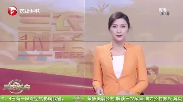 外媒看枞阳 | 省台点赞枞阳!打响“加拿大一枝黄花”歼灭战......