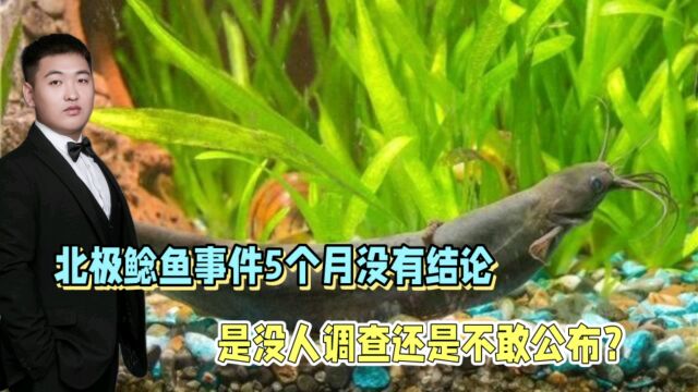 北极鲶鱼事件5个月没结果?官方回应:等公布!老百姓不是傻子!