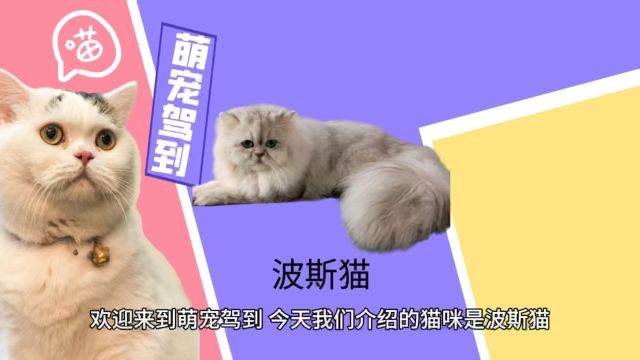 【萌宠驾到】波斯猫有什么特征?波斯猫性格怎么样?