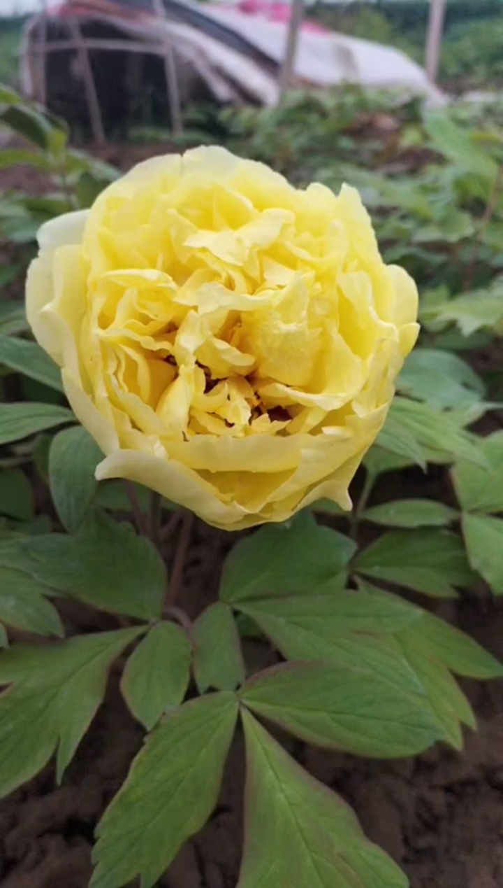 金色爱丽丝牡丹