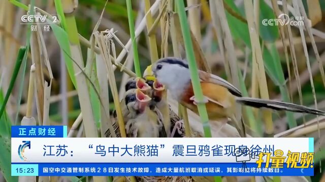 江苏:“鸟中大熊猫”震旦鸦雀现身徐州