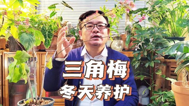 小雪节气后,三角梅做好3件事,安心过冬,来年继续爆花