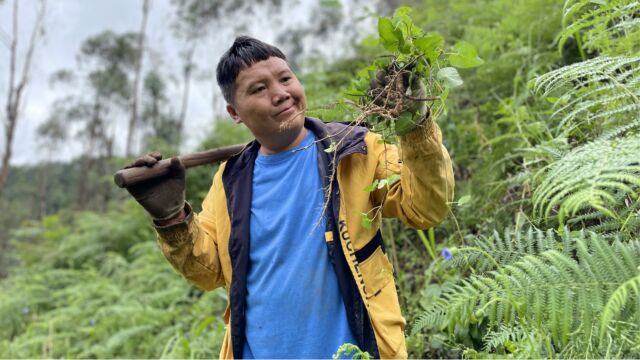 媳妇发现多藤地菜,林哥挖了是嫩货,结果藤收了一大把