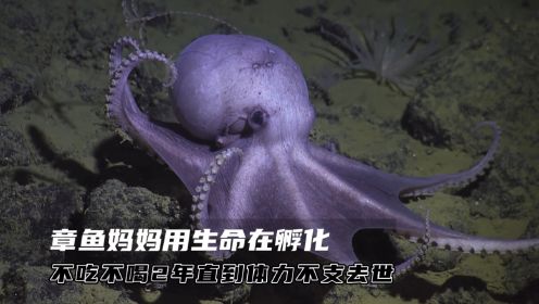 珍珠章鱼用生命在孵化，不吃不喝长达2年
