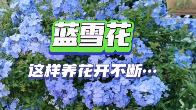 蓝雪花这样养花开不断