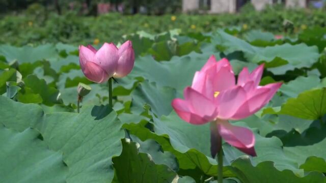 《犹太人的赚钱智慧》——高风险高回报 下篇