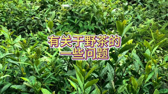 网友能买到一些品牌的野茶比非野茶好喝是怎么回事?