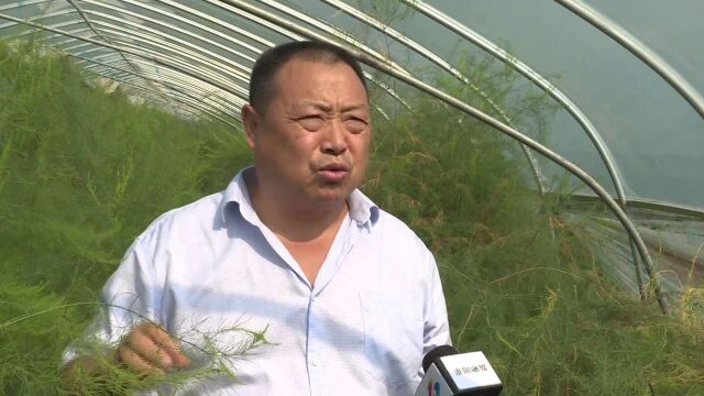 【视频】淮阳区豆门乡:芦笋种植走出乡村富民路