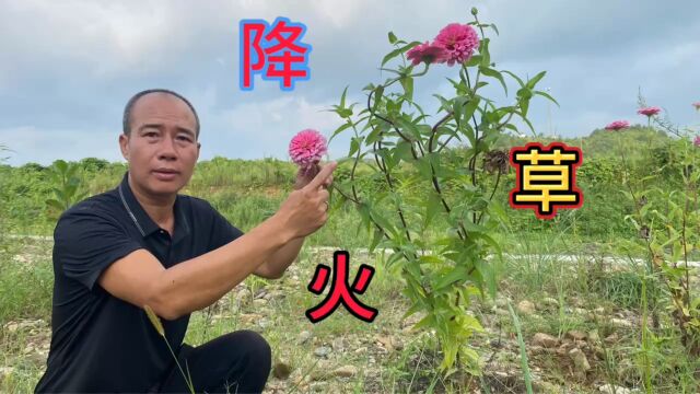 农村路边不起眼的“降火草”,用途非常厉害,却有很多人不认识它