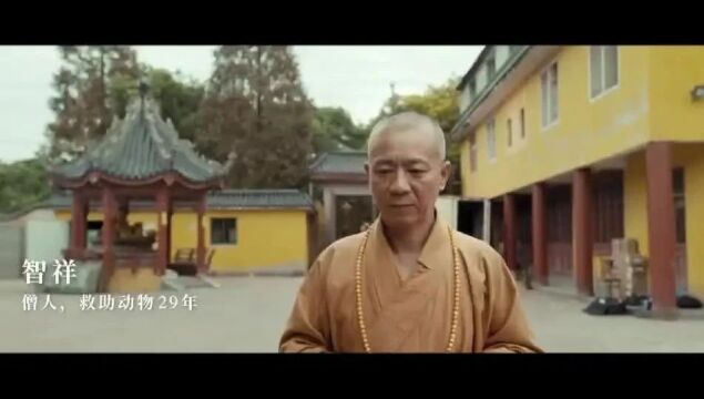 紧急求援!上海报恩寺为了守护生灵的一方净土倾尽所有