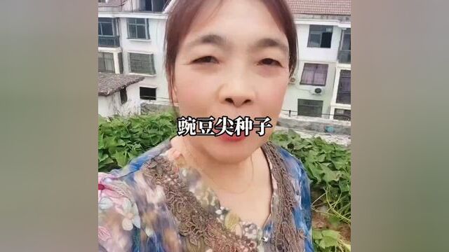 #蔬菜种子 #豌豆尖 #自己种的纯天然的绿色蔬菜 #自己种菜