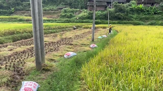 天天收稻谷#记录真实生活 #我的乡村生活 #丰收的季节 #稻谷熟了