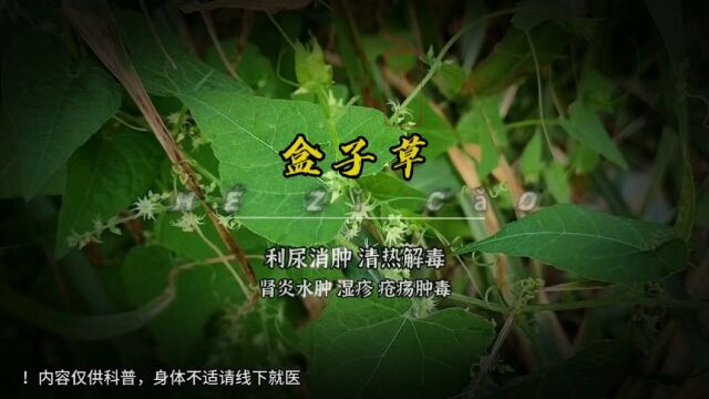 中草药【盒子草】