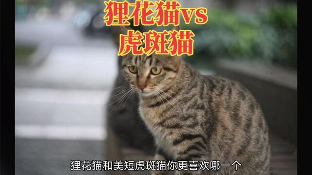 你知道狸花猫与美短虎斑猫的区别吗