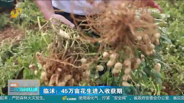 临沭:45万亩花生进入收获期,平均亩产近400公斤,助力农民增收