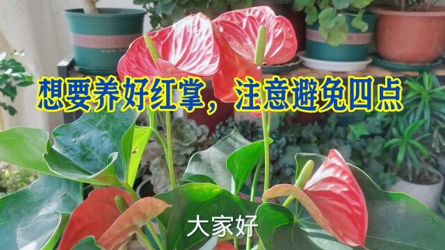 想要养好红掌,注意避免“四点”