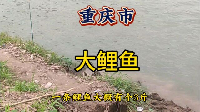 重庆野钓,附近野钓中