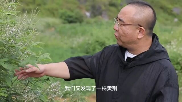 这是一株大家都需要认识了解的植物,因为它全身是草,黄荆,你的家乡有吗?