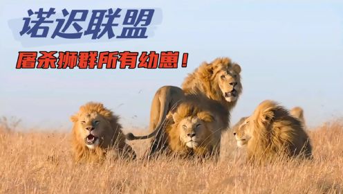 5头雄狮组成联盟，屠杀狮群所有幼崽！《诺迟联盟》
