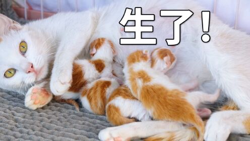 怀孕流浪猫分娩前向人类求助，获救后顺利产下四只幼崽_高清1080P在线观看平台_腾讯视频