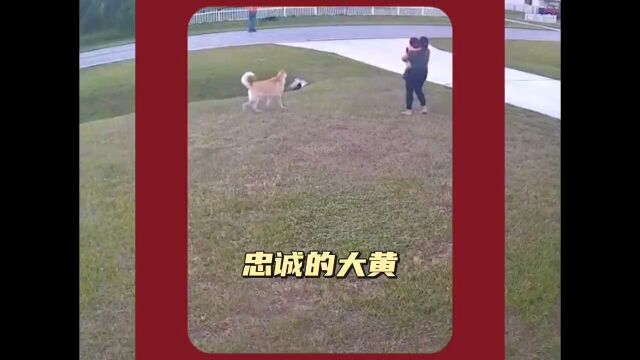 忠诚的大黄