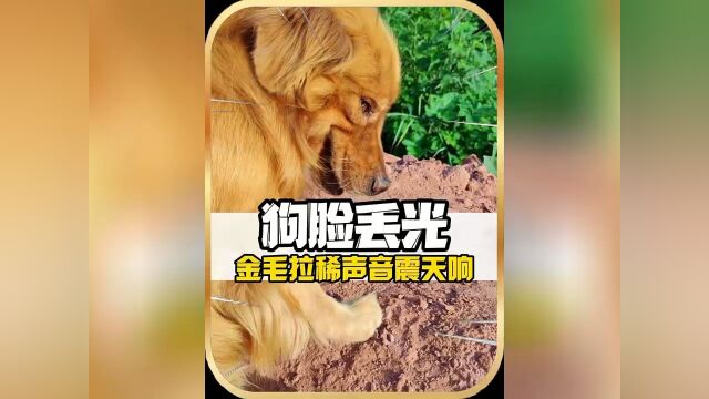 金毛拉稀声音震天响 狗脸瞬间丢光