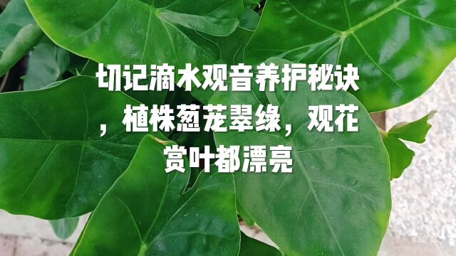 记住滴水观音养护秘诀,植株葱茏翠绿,观花赏叶都漂亮