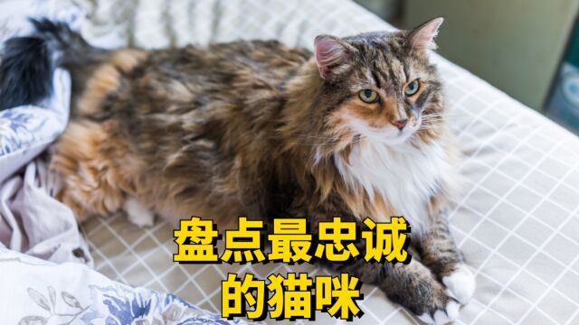 这4种猫是公认的忠诚猫,你养过吗?