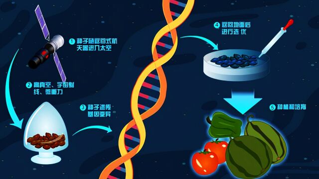 桉树太空种子启动繁育试验,未来的桉树值得期待