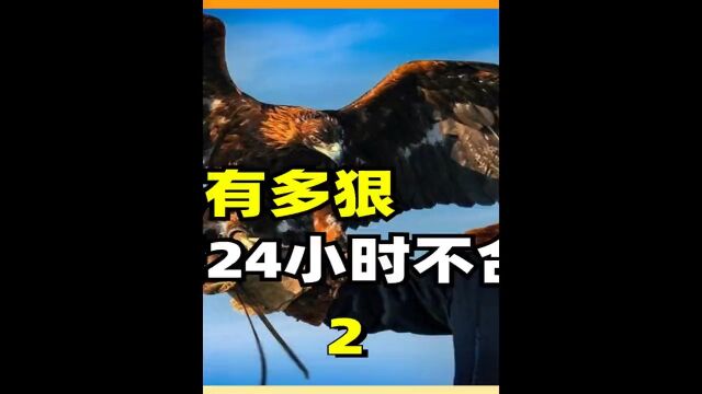 熬鹰到底有多狠?一人一鹰硬刚24小时不合眼,有人甚至因此猝死