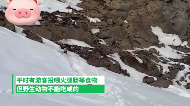 网红狐狸死在雪地里