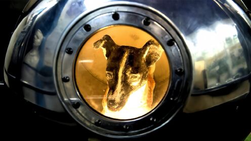 第一只登上太空的动物，狗狗莱卡最终怎样了？结局令人唏嘘
