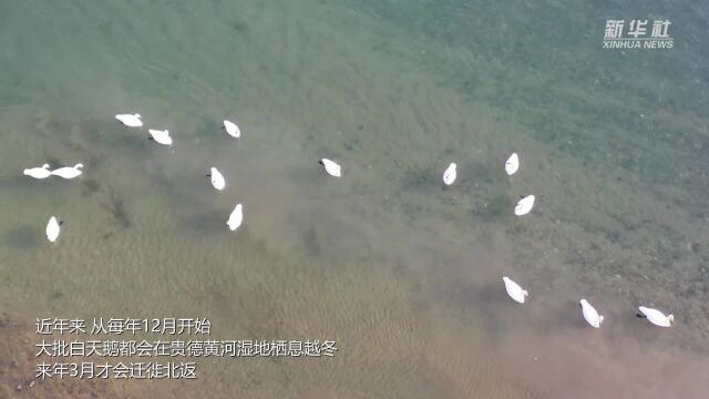 青海贵德:黄河湿地天鹅“起舞”