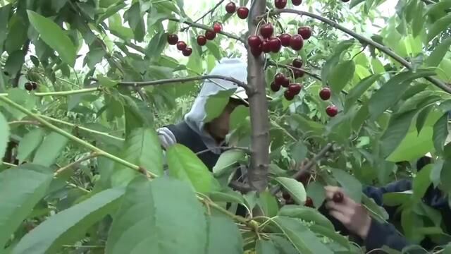 车厘子和樱桃两者有何区别?为何我国种不出像智利的车厘子?