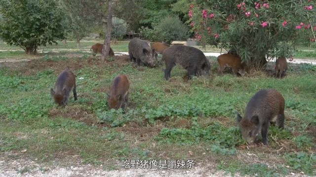 野猪竟也有天敌?吃野猪像是嚼辣条!看它是如何捕杀野猪的!