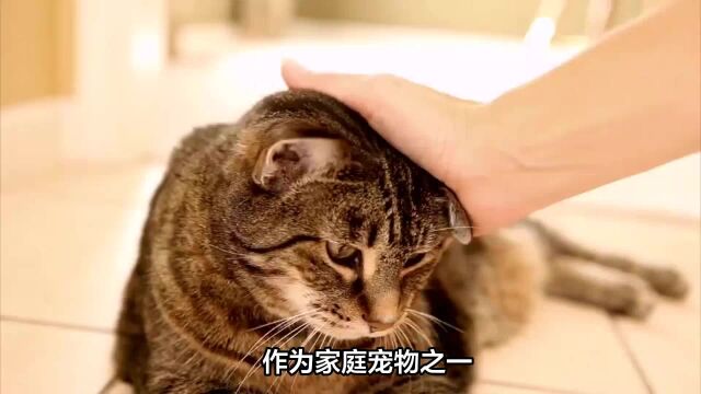 宠物猫几个月驱虫一次?揭秘宠物猫驱虫秘籍让你掌握健康养猫之道