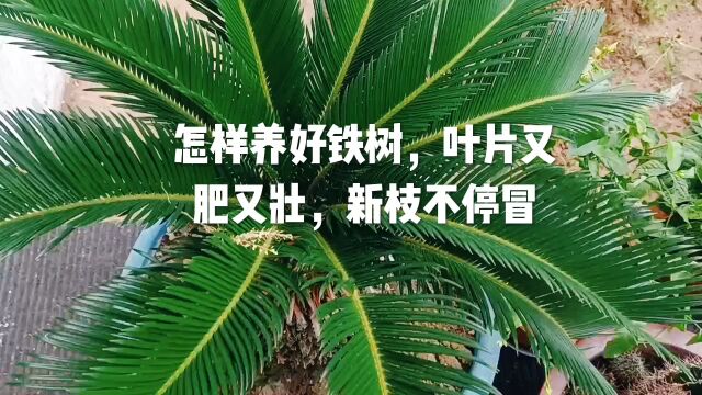 怎样养好铁树,叶片又肥又壮,新枝不停冒