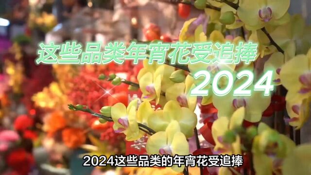 2024这些品类的年宵花受追捧