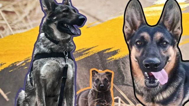 云南一警犬宝宝出生取名“幺幺零”