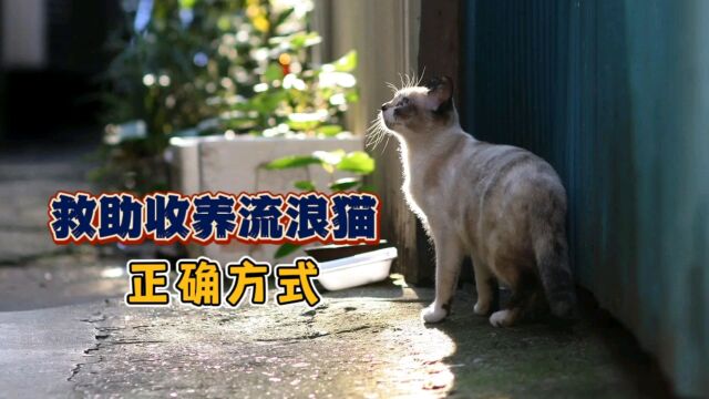 救助收养流浪猫的正确方式