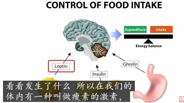 您摄入的膳食纤维充足吗?(最新洋车前子壳的科学研究)|布拉德ⷦ–諾樏𒥰”德博士