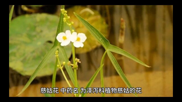 中药慈姑花