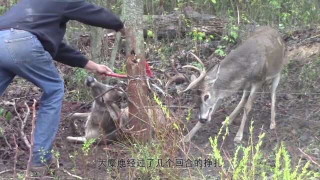 可怜的大麋鹿被困在了农户家的栅栏上它就要窒息而亡