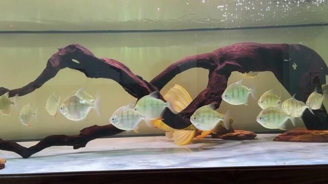 #水族爱好者 #南美缸 #沉木造景 #坦克异形鱼