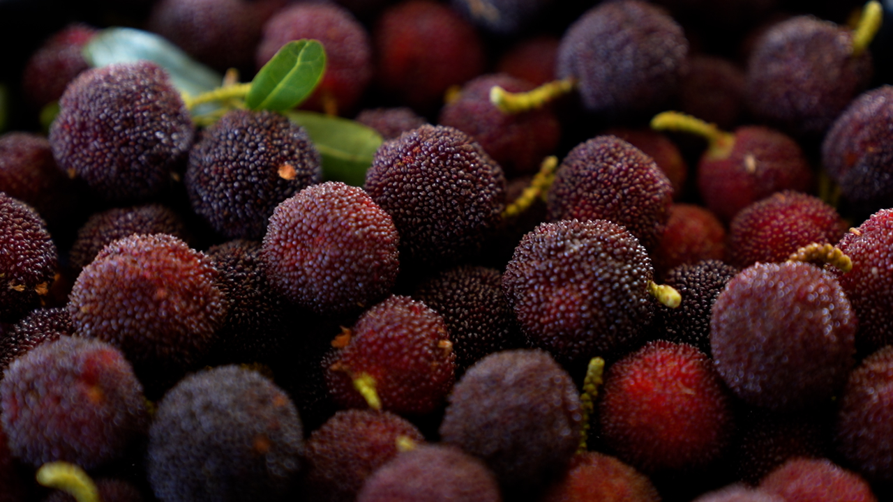 云南石屏早熟杨梅"抢鲜"上市