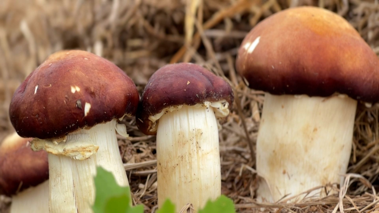 红伞伞,白杆杆,茂名电白红松茸丰收啦!