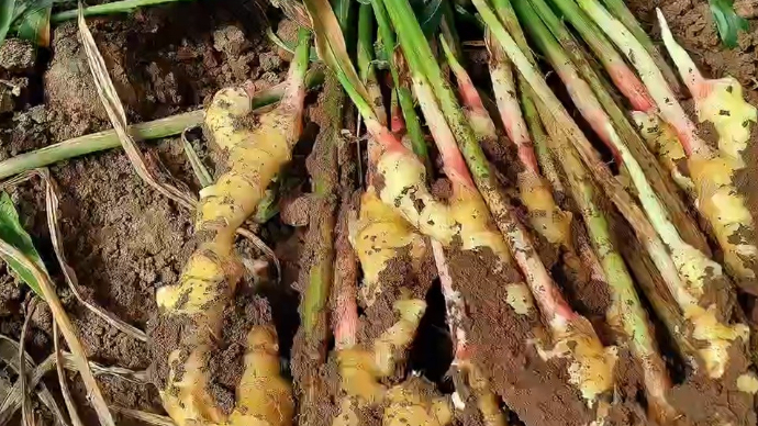 地暖"烘"出红芽姜,一亩收益20万元