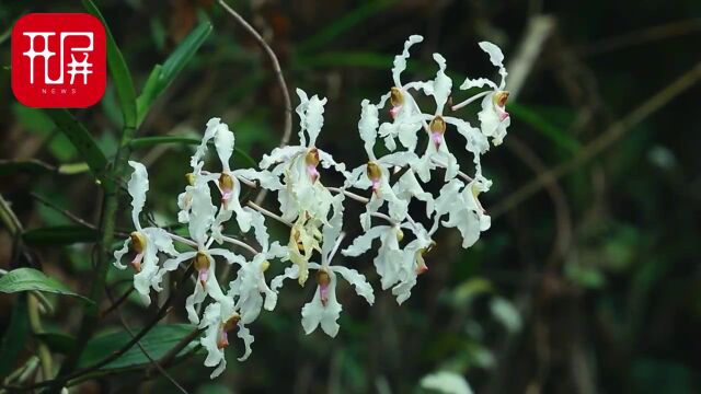 保山龙陵拍到白花拟万代兰,优雅,实在是优雅!
