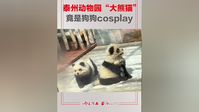 江苏泰州动物园有狗cosplay大熊猫?