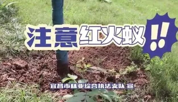 紧急提醒!已入侵12个省份,广东尤为严重